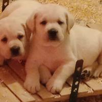 Cuccioli di Labrador con pedigree