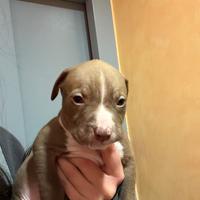 Cuccioli pitbull