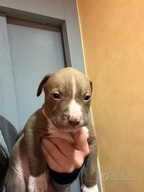 Cuccioli pitbull
