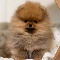 Spitz di pomerania