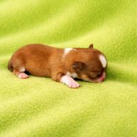 Maschietti chihuahua