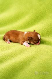 Maschietti chihuahua