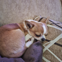 Chihuahua con pedigree per monta