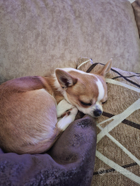 Chihuahua con pedigree per monta