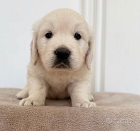 Cuccioli di Golden Retriever