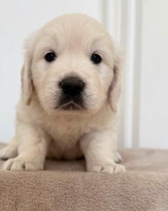 Cuccioli di Golden Retriever