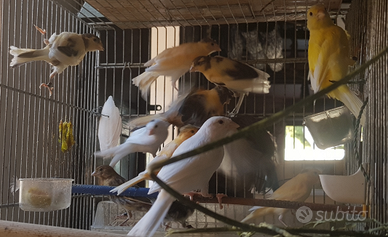 Canarini ARLECCHINO PORTOGHESE