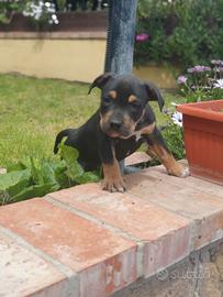 Pitbull tricolor