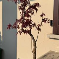 Bonsai Acero atropurpureum