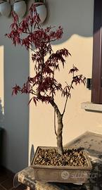 Bonsai Acero atropurpureum