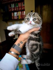 SCOTTISH FOLD E STRAIGHT CON PEDIGREE 