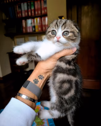 SCOTTISH FOLD E STRAIGHT CON PEDIGREE 