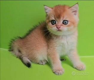 British Shorthair maschio ny 11 pedigree
