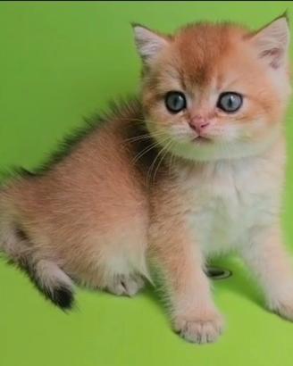 British Shorthair maschio ny 11 pedigree