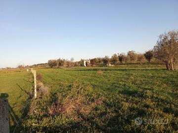 Terreno agricolo Salice Salentino - Lecce (LE)