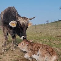 Mucca Grigio Alpina con vitello