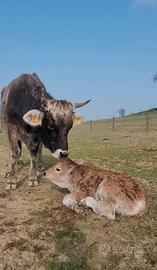Mucca Grigio Alpina con vitello