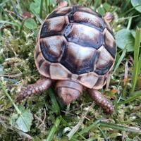 Tartarugh baby sarde marginate