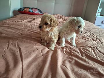 Maltipoo cuccioli