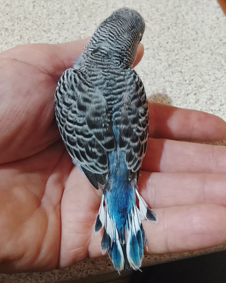 Uccelli