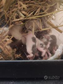 Criceti cuccioli panda