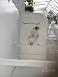 Cardellina femmina
