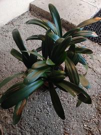 Pianta di Clivia