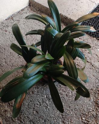 Pianta di Clivia
