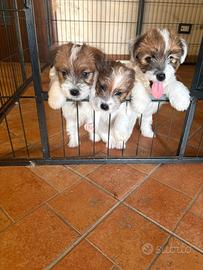 Cuccioli jack russell rerrier