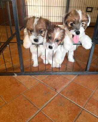 Cuccioli jack russell rerrier