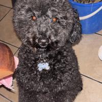 Barboncino toy per MONTA