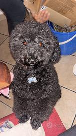 Barboncino toy per MONTA