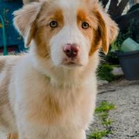 Cucciola di Pastore Australiano Red merle