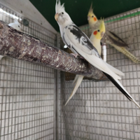 Calopsite maschi taglia XXL