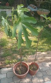 PIANTE DI FICO 