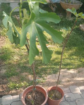 PIANTE DI FICO 