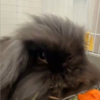 Conigli nani testa ariete figli di teddy lop