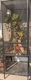 Terrario per Camaleonti
