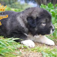 Cuccioli di Pastori del Caucaso