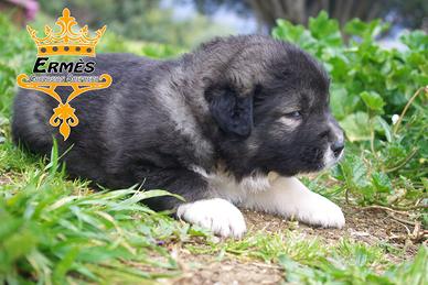 Cuccioli di Pastori del Caucaso