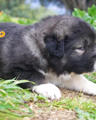 Cuccioli di Pastori del Caucaso