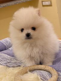 Volpina Spitz di Pomerania