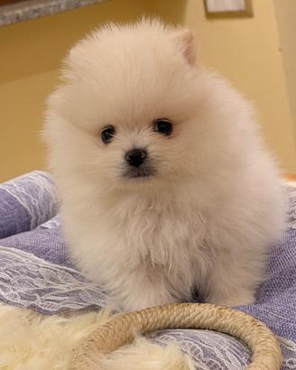 Volpina Spitz di Pomerania