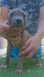 Pitbull