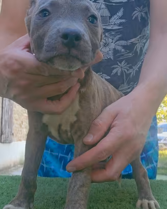 Pitbull