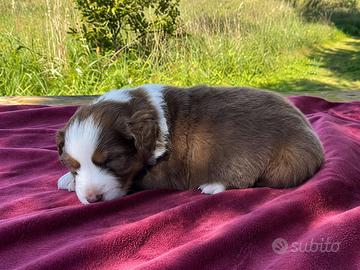 Cucciolo pastore australiano