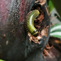 Millepiedi anadenobolus monilicornis (Bumblebee)