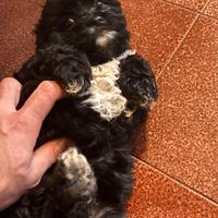 Cucciola di Shih Poo