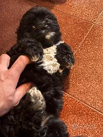 Cucciola di Shih Poo