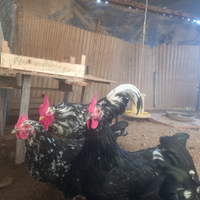 Galline